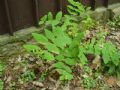 Hypericum androsaemum